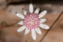 Loài hoa "Lửa Tái Sinh", chỉ nở rộ từ tro tàn của đám cháy