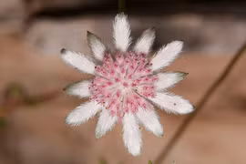 Loài hoa "Lửa Tái Sinh", chỉ nở rộ từ tro tàn của đám cháy