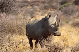 Loài thú khổng lồ mang tên 'cỗ xe tăng sống' trên thảo nguyên châu Phi