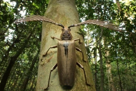 Xén tóc kỳ dị cực hiếm gặp mang tên nhà khoa học vĩ đại