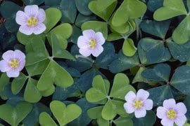 Sự thật kinh ngạc về cây chua me đất mọc đầy vườn Việt Nam