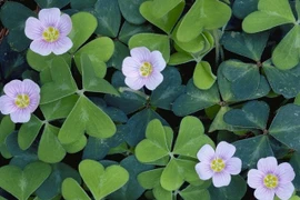 Sự thật kinh ngạc về cây chua me đất mọc đầy vườn Việt Nam