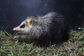 Tận mục loài nhím không gai kỳ lạ trong rừng rậm Đông Nam Á 