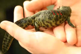 Khó tin loài vật đâm xương thủng cơ thể mình để tự vệ 