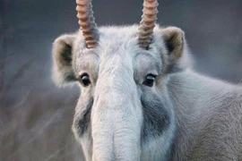 Ngoại hình gây sốc của loài linh dương duy nhất có vòi 