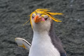 Loài chim cánh cụt đội 'vương miện vàng', sống thành đàn trên hoang đảo 