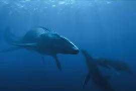 Bộ răng tròn kỳ lạ của bò sát biển khổng lồ, hộp sọ cực dày 