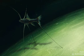 Cận cảnh loài cá ba chân kỳ lạ sống dưới đáy đại dương sâu thẳm 