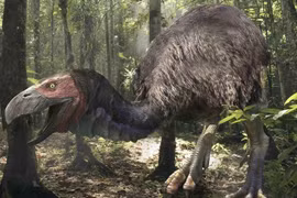 Tiết lộ sốc về loài chim có cái mỏ đáng sợ nhất từng tồn tại 