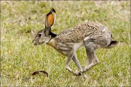 Top sự thật kinh ngạc ít người biết về các loài thỏ 
