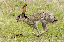 Top sự thật kinh ngạc ít người biết về các loài thỏ 