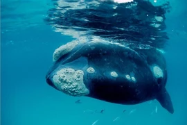 Cận cảnh loài động vật thọ nhất thế giới, sống tới 200 năm 