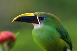 Vẻ đẹp rực rỡ của chim tu căng ngọc lục bảo trong rừng Trung Mỹ