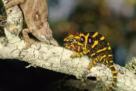 Tận mục loài bò sát kỳ quái nhất thế giới, chỉ có ở châu Phi 