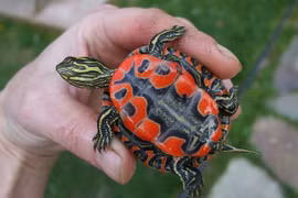 Ngắm loài rùa độc lạ, có bộ mai đẹp như tranh vẽ