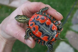 Ngắm loài rùa độc lạ, có bộ mai đẹp như tranh vẽ