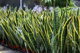 Loài cây cảnh ‘bùa hộ mệnh’ hút tài lộc, mang may mắn quanh năm