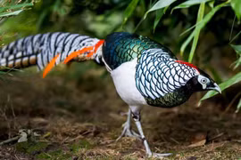 Loài chim mặc 'áo choàng hoàng gia' đẹp nhất rừng núi châu Á 