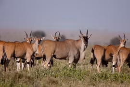 Choáng váng loài linh dương lớn nhất thế giới, nặng gần 1 tấn 