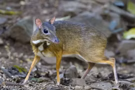 Loài hươu nhỏ nhất thế giới xuất hiện trong rừng Việt Nam