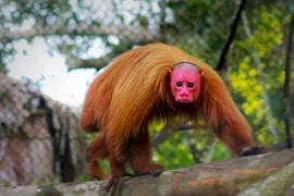 Loài khỉ có khuôn mặt 'quỷ dữ', nhìn một lần ám ảnh cả đời