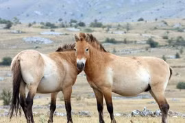 Ngựa được thuần hóa lần đầu ở đâu và khi nào?