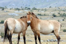 Ngựa được thuần hóa lần đầu ở đâu và khi nào?