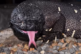 Nọc độc đáng sợ của loài thằn lằn kỳ dị nhất Trung Mỹ 