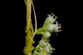 Tận mục loài cây ký sinh kỳ lạ nhất thế giới, Việt Nam có nhiều