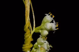 Tận mục loài cây ký sinh kỳ lạ nhất thế giới, Việt Nam có nhiều