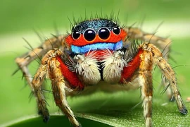 Năng lực siêu phàm của loài nhện sặc sỡ có nhiều ở Việt Nam