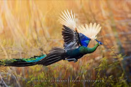 Vẻ đẹp ‘vạn người mê’ của loài chim quý hiếm nhất Việt Nam