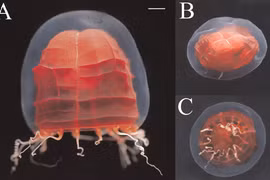 Cận cảnh loài sứa đỏ rực, cực bí hiểm dưới độ sâu nghìn mét 