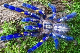 Soi loài nhện lớn nhất Trái đất, giới trẻ Việt nuôi làm thú cưng