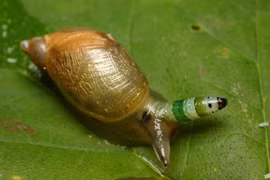 Rùng rợn hiện tượng ký sinh trùng biến đổi gen vật chủ