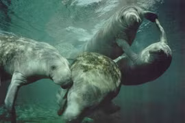 Loài vật kỳ lạ gắn với truyền thuyết về nàng tiên cá