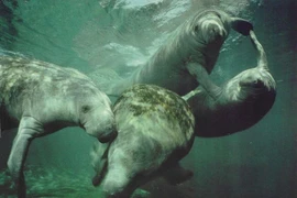 Loài vật kỳ lạ gắn với truyền thuyết về nàng tiên cá