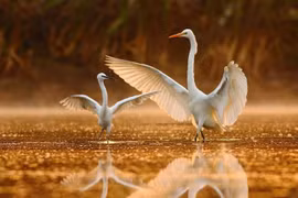 Cảnh thần tiên ở thiên đường chim nước nổi tiếng nhất thế giới