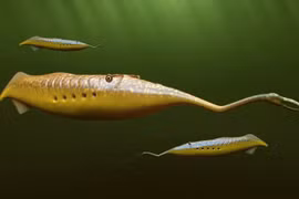 Soi sinh vật hóa thạch kỳ lạ, bí ẩn nhất từng được phát hiện