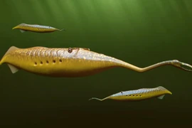 Soi sinh vật hóa thạch kỳ lạ, bí ẩn nhất từng được phát hiện