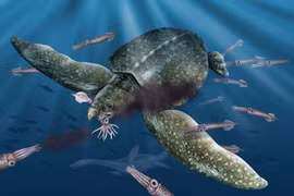 Tận mục loài rùa biển lớn nhất từng tồn tại, dài 5 mét 