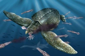 Tận mục loài rùa biển lớn nhất từng tồn tại, dài 5 mét 