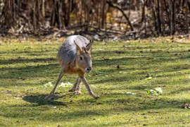Loài thú trông như con lai thỏ - chuột - linh dương, chỉ có ở châu Mỹ 
