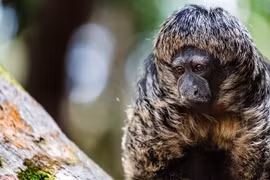 Vẻ ngoài đặc biệt của loài khỉ thầy tu chỉ có ở rừng Amazon