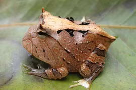 Loài ếch có sừng cực kỳ hung hãn, cú đớp mạnh đáng sợ 