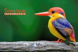 [INFOGRAPHIC]: Loài chim lòe loẹt nhất Việt Nam