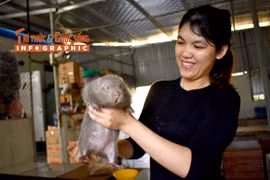 [INFOGRAPHIC]: Loài ‘chuột’ béo múp, nặng gần một cân của Việt Nam