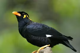 Ngỡ ngàng loài chim nhại tiếng người đỉnh nhất Việt Nam