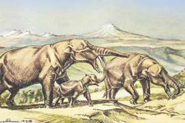 Loài voi 4 ngà kỳ dị bị săn bắt đến tuyệt chủng 