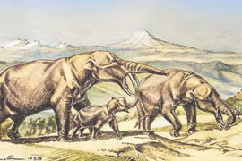 Loài voi 4 ngà kỳ dị bị săn bắt đến tuyệt chủng 